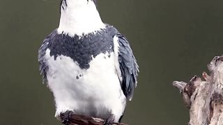 Brids catch the fish for eating