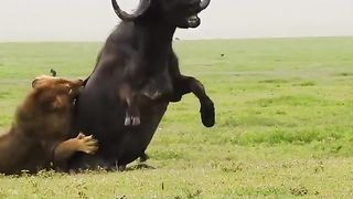 Lions attacks on helpless Buffalo and eats Craziest