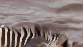 Crocodile crunch zebra in Water and kills brutally
