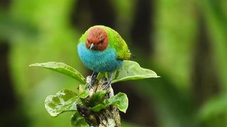 Birds video