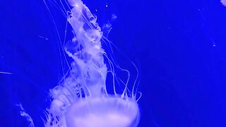 Underwater world|underwater exploration