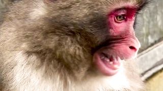 Funny Monkey With Red Face