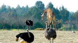 Animals video