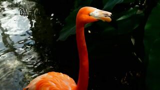 Birds video