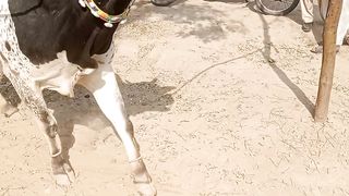 Beautiful Racer bull.