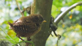 Birds video