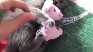 Funny Cat meowing ????????????| #viral #short #catsahort
