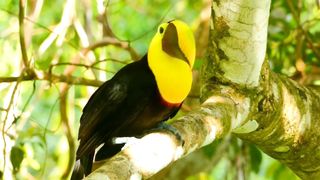 Birds video