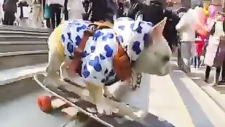 Dog skating