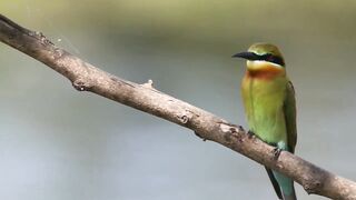 Birds video