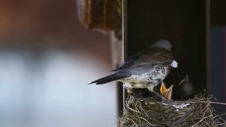 Birds video