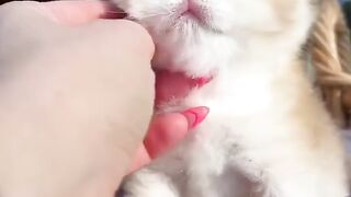 Funny cat videos