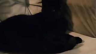 Funny cat videos