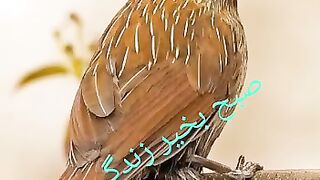 Good morning