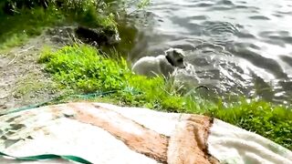 Funny videos dogs