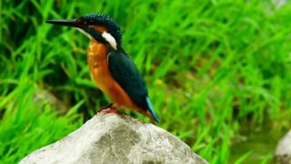 Birds video