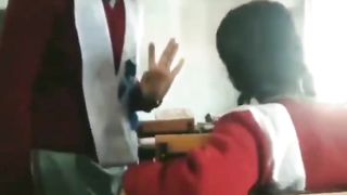 Cat fight