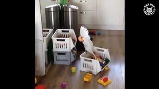 Try Not To Laugh | 19 Funny Birds Videos Of The Week | The Pet Collective
