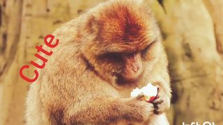 Cute monkey eating apple