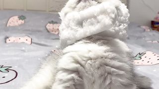 Cute kitten funny clips ????????????