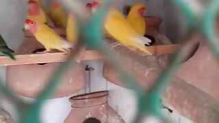 LOVE BIRD