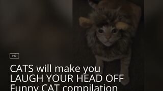 CATS will make you LAUGH YOUR HEAD OFF Funny CAT compilation