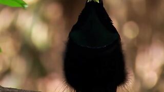 Amazing bird