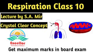 Respiration In Humans | Aerobic And Anaerobic Respiration