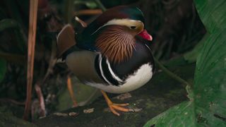 birds videosb | follow