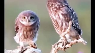 Cutest Animals