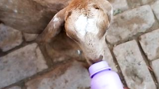 Baby goat