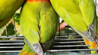 Love birds