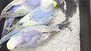 Rainbow budgies