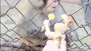 Monkey ????????????