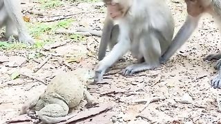 Monkey or mendak...!