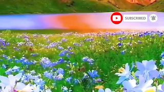 Nature flowers | nature beauty | follow