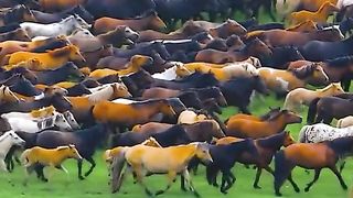 Most Beaitiful Horse In World
