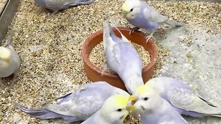 Rainbow Budgies