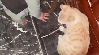 Best of the kids playing pet videos for you || Must watch and follow for more.
