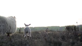 Animal walk
