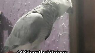 best of parrot sininging video || Dont miss and dont forget to follow.