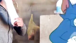 Tom and Jerry funny video ????????????
