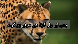 Attitude