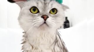 Baby cat cute and funny