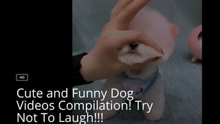 Cute and Funny Dog Videos Compilation! Try Not To Laugh!!!