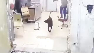 کتے کا دوکاندار سے جھگڑا