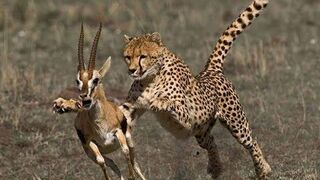 Cheetah chasing a Impala with the speed of ????125k/mph