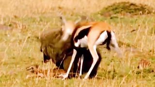 Baboon attack on a Baby Gazelle in front of Mother????????????