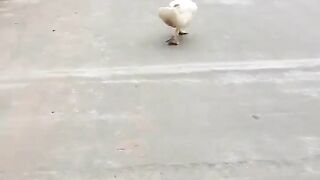 Duck amazing dance