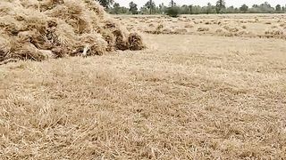 Attaullah eysa khilvi